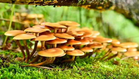 Buy Liberty Cap in the UK and Europe