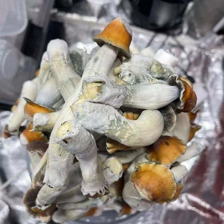 Huautla Magic Mushrooms for Sale: The Legendary Oaxaca Strain Now Available Worldwide