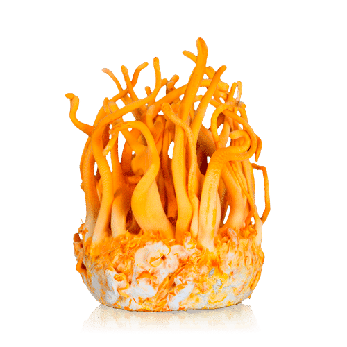 Buy Cordyceps 10ml (Liquid Culture) Grow kit UK