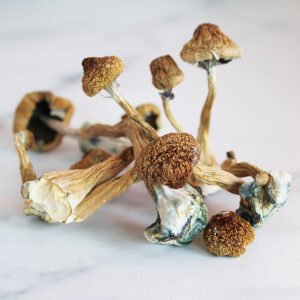 Can I order African Transkei Mushrooms online in the UK?