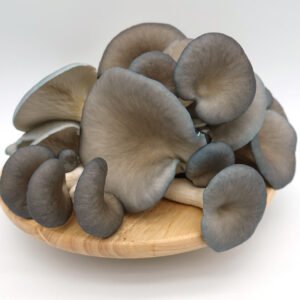 Buy Blue Oyster Mushrooms Online UK in 2026: The Ultimate Guide to Fresh Delivery, Health Benefits & Growing Your Own