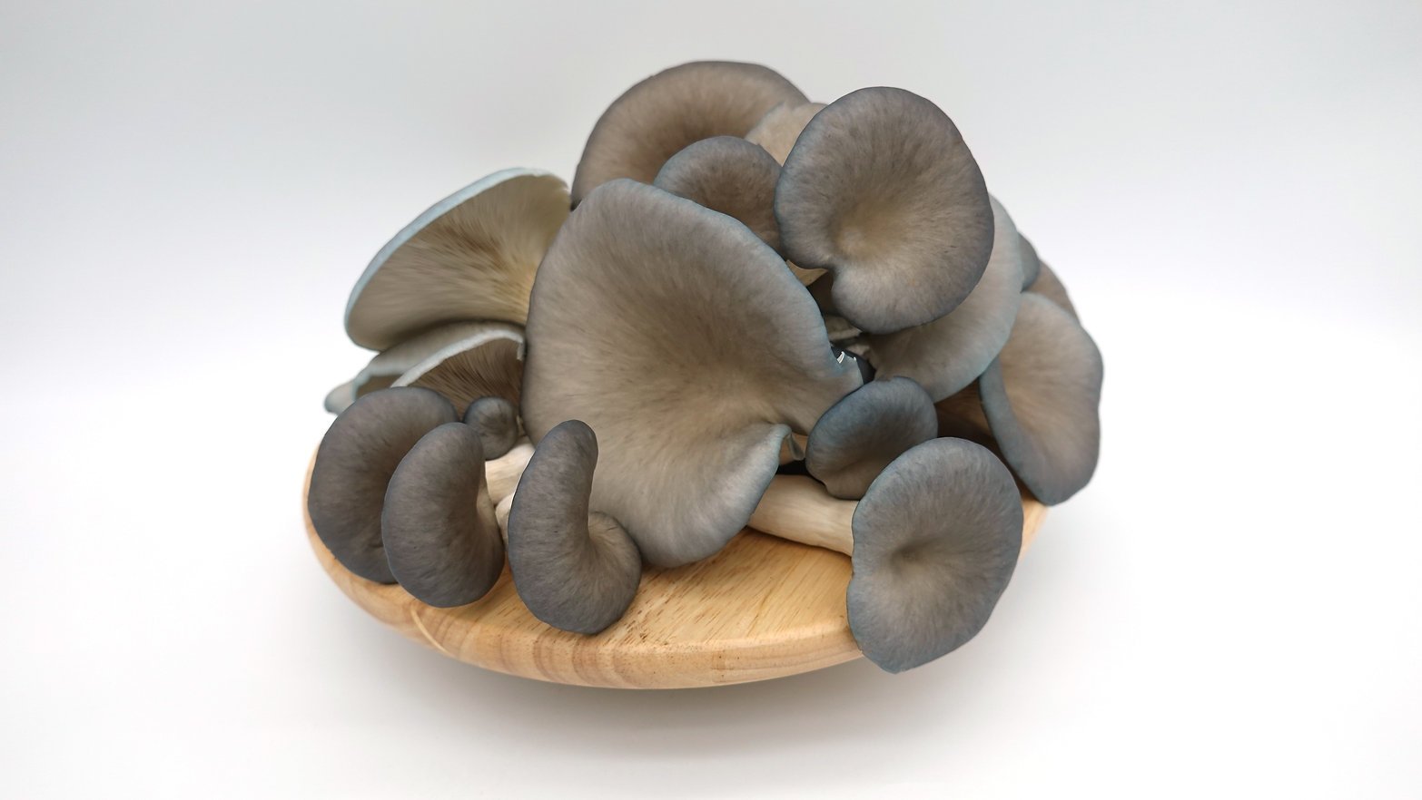 Buy Blue Oyster Mushrooms Online UK in 2026: The Ultimate Guide to Fresh Delivery, Health Benefits & Growing Your Own
