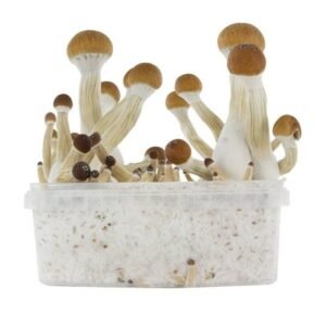 Buy golden teacher magic mushroom grow kits