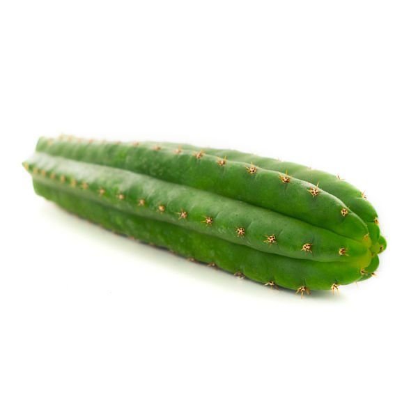 Buy San Pedro (Echinopsis pachanoi) UK: The Definitive 2025 Source for Living Mescaline Cactus
