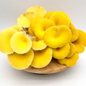 Buy Yellow Oyster Mushrooms Online UK in 2026: The Ultimate Guide to Fresh Delivery, Health Benefits & Growing Your Own