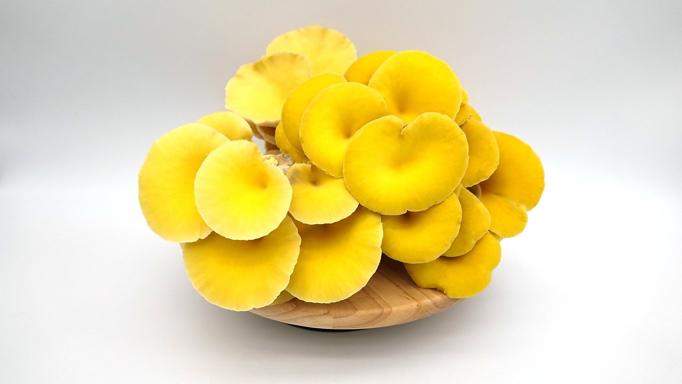 Buy Yellow Oyster Mushrooms Online UK in 2026: The Ultimate Guide to Fresh Delivery, Health Benefits & Growing Your Own